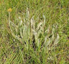 Helichrysum acutatum image