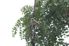 Crithagra canicapilla