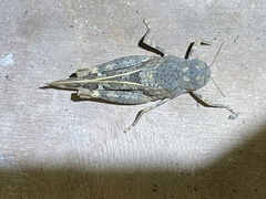 Leprus