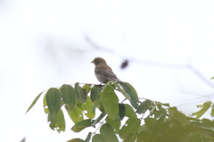 Crithagra canicapilla