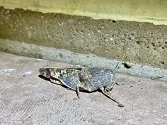Leprus