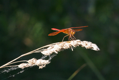 Sympetrum croceolum