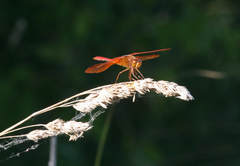 Sympetrum croceolum