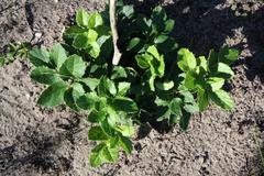 Maytenus procumbens