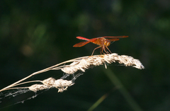 Sympetrum croceolum