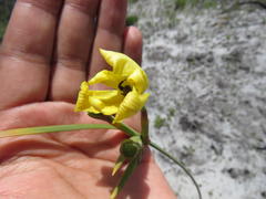 Bobartia filiformis