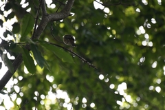Erithacus rubecula