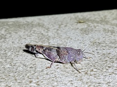 Leprus