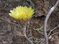 Astrophytum caput-medusae