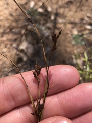 Cyperus schweinitzii