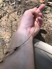 Cyperus schweinitzii