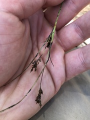 Cyperus schweinitzii