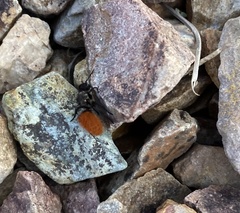 Dasymutilla nogalensis