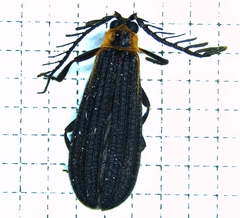 Leptoceletes basalis