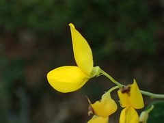Cytisophyllum sessilifolium