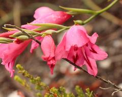 Gladiolus crispulatus