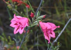 Gladiolus crispulatus