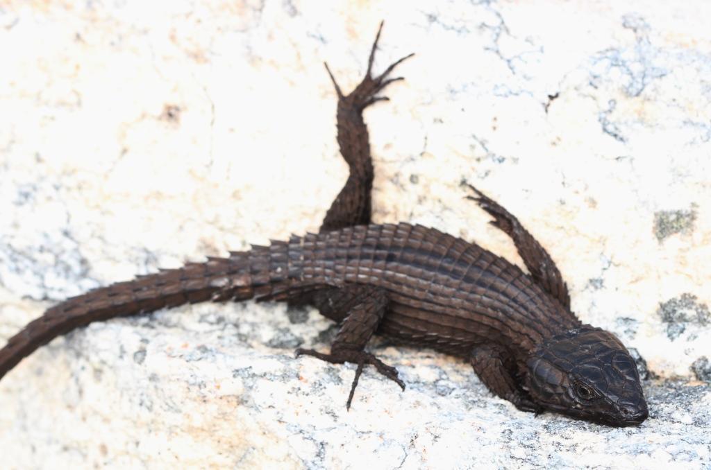 Girdle-tail Lizards (Family Cordylidae) · iNaturalist