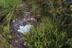 Gladiolus crispulatus