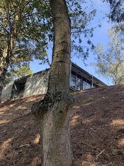 Phytophthora ramorum