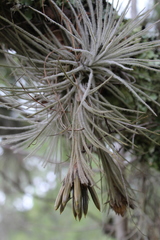 Tillandsia plumosa