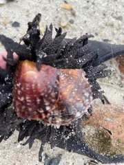 Pinctada imbricata