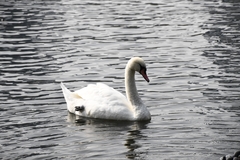 Cygnus olor