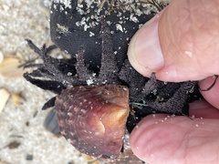 Pinctada imbricata
