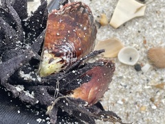 Pinctada imbricata