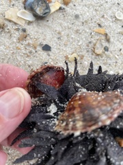 Pinctada imbricata