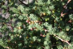 Asparagus rubicundus