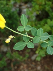 Cytisophyllum sessilifolium