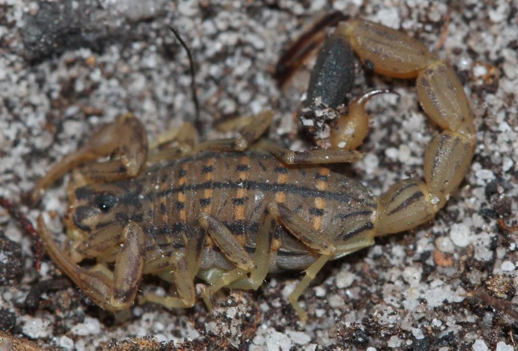 Variegated Lesser-Thicktail Scorpion