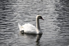 Cygnus olor