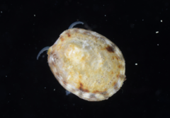 Lottia paradigitalis