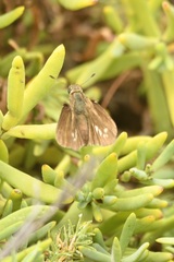 Panoquina errans