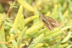 Panoquina errans