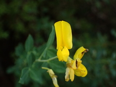 Cytisophyllum sessilifolium