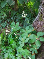 Saniculeae