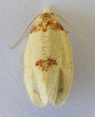 Henricus cognata