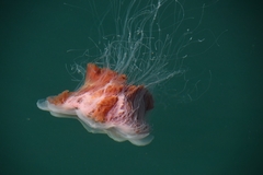 Cyanea capillata