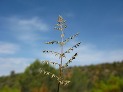 Pellaea mucronata mucronata