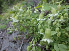 Silene campanulata