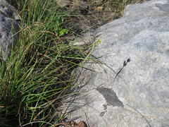 Moraea inconspicua