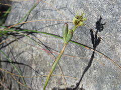 Moraea inconspicua