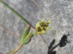 Moraea inconspicua