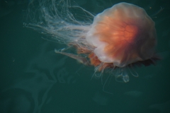Cyanea capillata