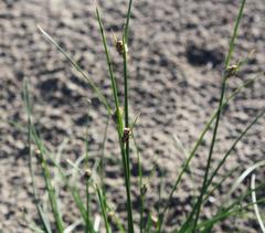 Hellmuthia membranacea