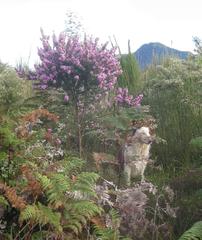 Indigofera flabellata