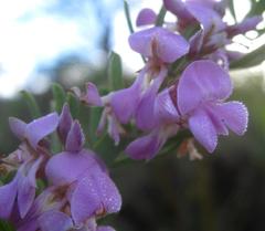 Indigofera flabellata